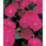Seminte profesionale Dianthus hybrid - Garofite de gradina - imagine 49019